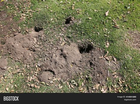 Gopher Hole Ground, Image & Photo (Free Trial) | Bigstock