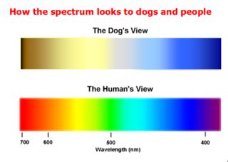 Can Dogs See Colors? | Psychology Today