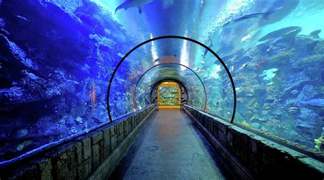 Indoor Dives for Your Bucket List – DeeperBlue.com