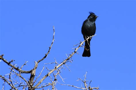 Sonoran Connection: Sabino Canyon WIldlife