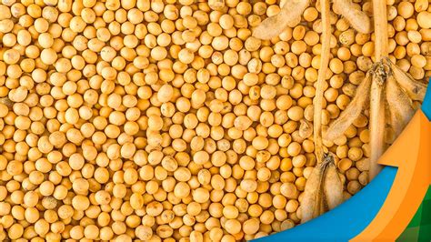Soybean continues with no prospect of improvement in prices for 2023 and producer has... - timenews