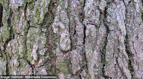 Sweetgum Trees (Gumball Tree): Types, Leaves - Identification (Pictures)