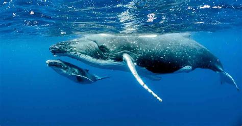 Humpback Whale Populations Are Making a Comeback