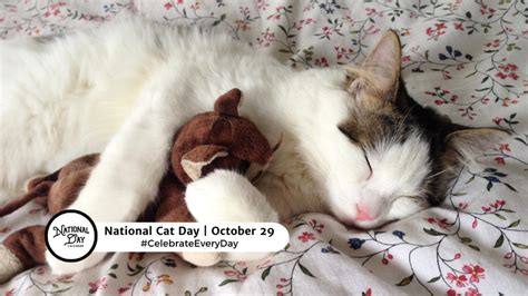 OCTOBER 29, 2023 | NATIONAL CAT DAY | NATIONAL OATMEAL DAY | NATIONAL HERMIT DAY | WORLD STROKE ...