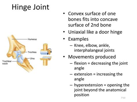 PPT - Classification of Joints PowerPoint Presentation, free download - ID:1589838