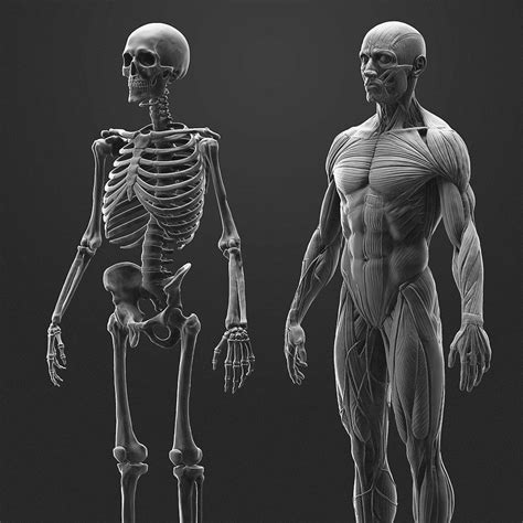Anatomy Study, Joe Zheng on ArtStation at https://www.artstation.com/artwork/248xx | Anatomy ...