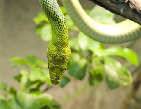 Green tree snake stock photo. Image of head, predator - 7292330