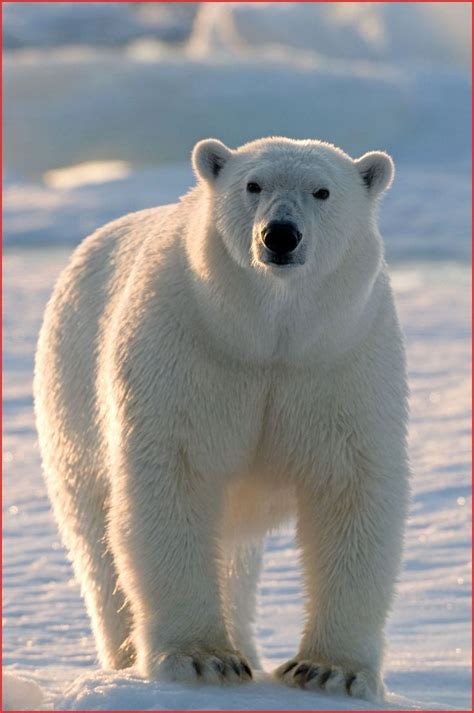 Polar Bear Coloring Book Beautiful Polar Bear Skin Color 128 Best Polar Bear | Polar bear images ...