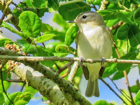 Warbling Vireo | BirdForum