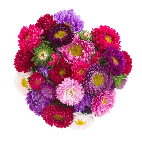 Bouquet of aster flowers | Stock image | Colourbox