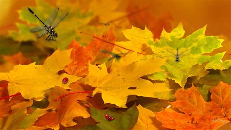 Piling Fall Leaves HD desktop wallpaper : Widescreen : High Definition : Fullscreen