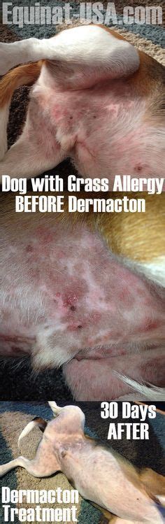 Dermacton Reviews | Grass allergy, Dog skin allergies, Antibiotics for dogs