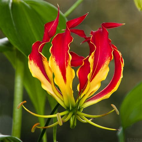 Gloriosa Lily | Gloriosa rothschildiana More info. | jciv | Flickr