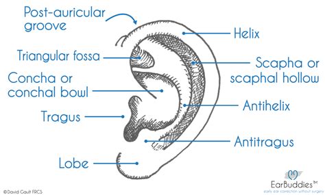 Reorganizar Asesor erupción helix del pabellon auricular Oferta de ...