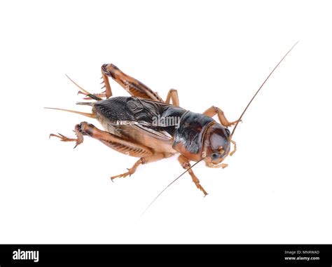 Gryllidae ,Orthoptera isolated on white background Stock Photo - Alamy