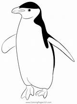 Penguin 7 Coloring Page For Kids  Free Penguins Printable sketch template