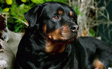 Beautiful Rottweiler - Rottweiler Wallpaper (13378967) - Fanpop