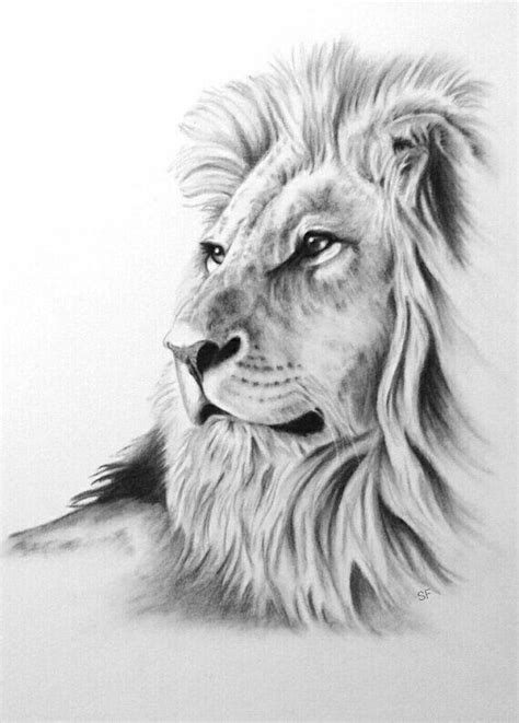 König der Tiere | Lion sketch, Lion art, Animal drawings