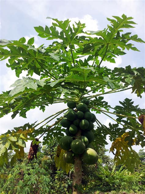 Female Papaya Tree With Fruits Free Stock Photo - Public Domain Pictures