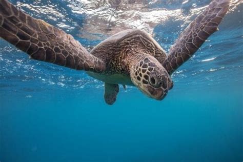 Snorkeling with Turtles - Starting at $59 - Waikiki Adventures