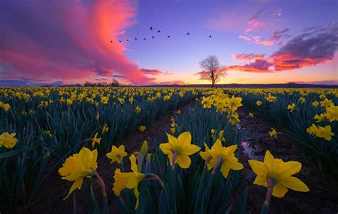 Download Yellow Flower Sky Cloud Field Flower Nature Daffodil HD Wallpaper