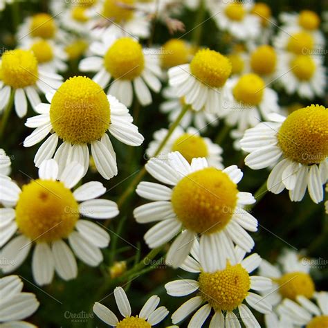 Chamomile Flowers ~ Nature Photos ~ Creative Market