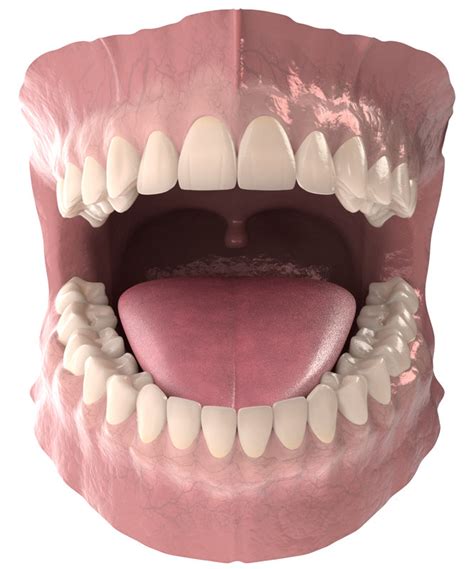 3D anatomy dental - TurboSquid 1326310