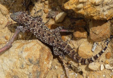 Mediterranean House Gecko (Hemidactylus turcicus), juvenil… | Flickr