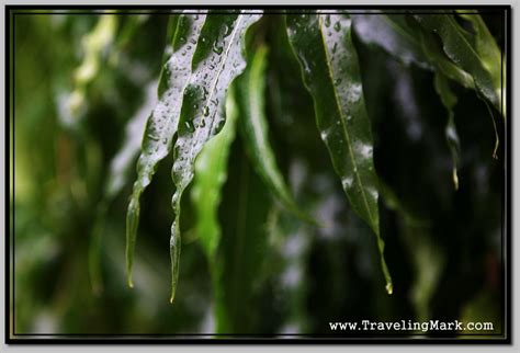 Leaves of Cambodian Tropical Trees Are Covered in Rain Droplets During ...