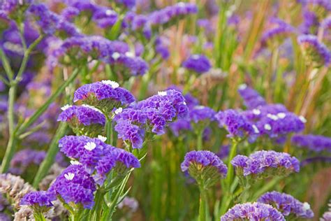 Best Limonium Purple Flower Vibrant Color Stock Photos, Pictures & Royalty-Free Images - iStock