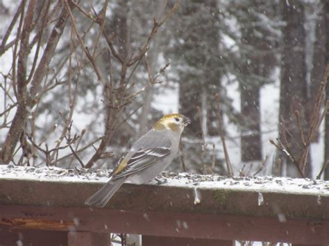 Pine Grosbeak "marked" female - FeederWatch