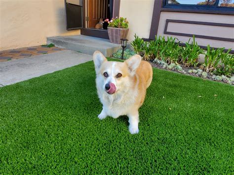 How to Use Artificial Grass in Houston in Yards for Senior Dogs