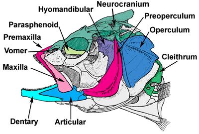 Pictorial Skeletal Atlas of Fishes - Environmental Archaeology at the ...