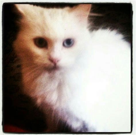 Mau, the cat #mau #cats #pets #angoraturco | Cats, Animals, Pets