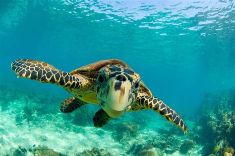 Surrender Your Shell: Using DNA to protect the Hawksbill Turtle - The ...