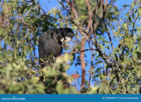 Red-tailed Black Cockatoo (Calyptorhynchus Banksii) Queensland ...