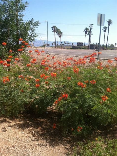 43 best Native Arizona Plants images on Pinterest | Arizona, Evergreen ...