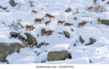 823 Goat In Snow Scene Images, Stock Photos & Vectors | Shutterstock