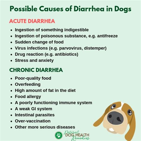 Treating Diarrhea in Dogs Holistically