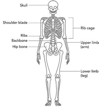 Body Movement Class 6 Notes - CBSE Class Notes Online - Classnotes123