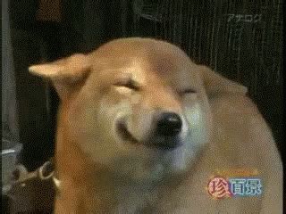 Excited Dog GIF - Excited Dog Happy - Discover & Share GIFs