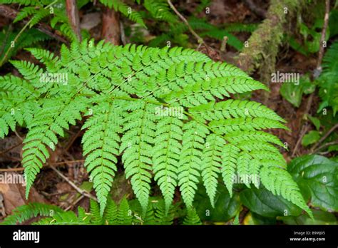 Fern Leaf in temperate Rainforest - Pacific Rim National Park, Vancouver Island, British ...