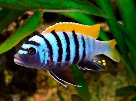 JALO REEF AFRA, CYNOTILAPIA ZEBROIDES "JALO REEF" - Goodjoseph LIVE Fish Store