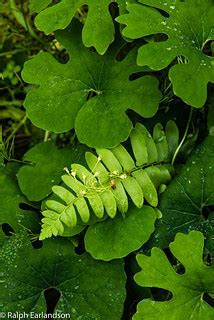 Hidden Fern | A fern leaf among bloodroot on the ground in t… | Flickr