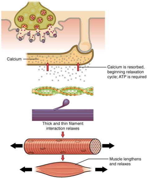 9.3 Muscle Fibre Contraction and Relaxation – Fundamentals of Anatomy and Physiology