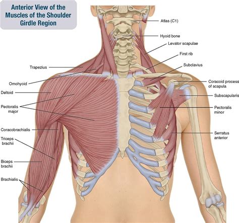 Anterior Muscles Of The Shoulder Girdle And Arm Muscle Anatomy | My XXX Hot Girl