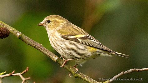 Eurasian Siskin juvenile - John Caddick | John Caddick