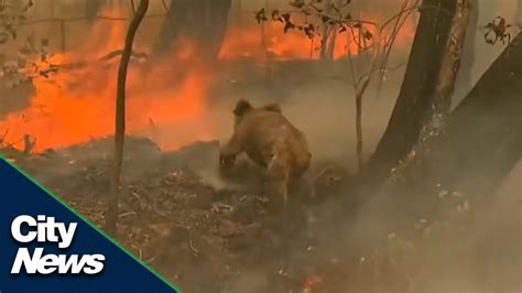 Top 102 + Australia wildfires animals - Lifewithvernonhoward.com