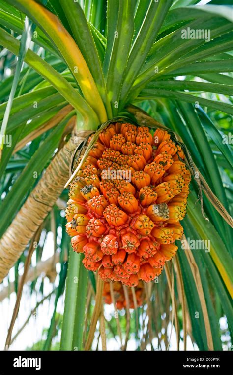 Close up of a ripe Pandanus fruit Stock Photo: 51780839 - Alamy