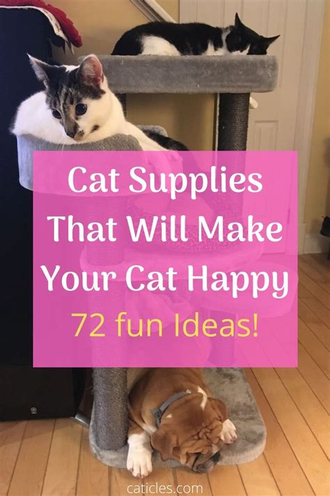 Cat Enrichment DIY | 70+ Indoor Cat Happiness Ideas | Cat supplies ...